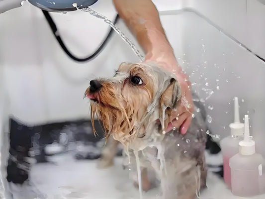 New trend of pet bathing: exploring the wonderful world of pet showerheads