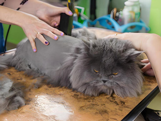 How can I determine if my cat needs to cut its fur