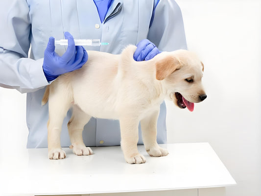 Improving pets' immunity is an important measure to ensure their health. Here are some effective methods