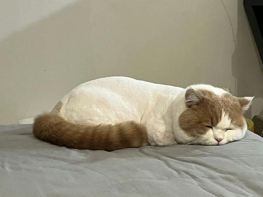 My pet always loses hair, is there any good solution