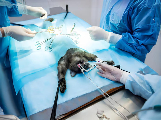 Pet sterilization: a dual manifestation of care and responsibility