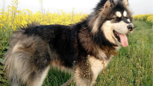 Rabbit meat: the source of vitality for dogs, the first choice for health!