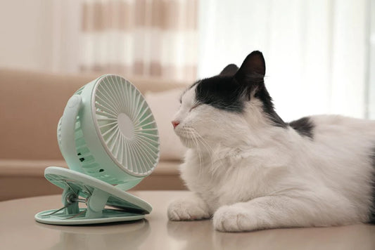 How to help cats resist high temperatures in summer: A comprehensive guide to staying cool