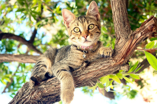 What are indoor activities for cats in summer