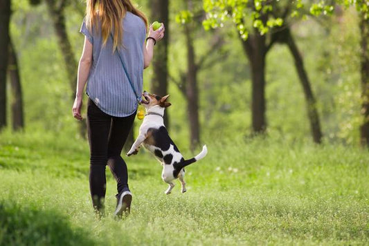 Farewell to the era of "flying pounce": Let your dog interact more harmoniously with you!