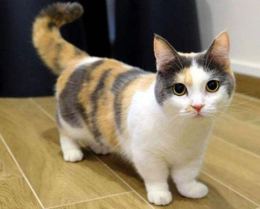 Choose your cat companion: Unlock different personalities and spend time with Meow Star people!