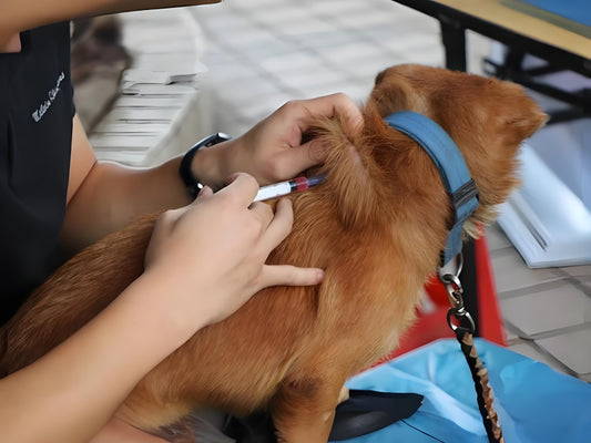 When using pet rabies test strips, the following points should be noted to ensure the accuracy of test results and the safety of operation
