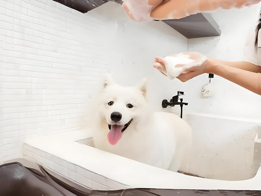 My dog always likes to stay in the water after showering and can't come out. What should I do