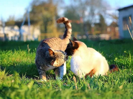 When cats are injured outdoors, appropriate care is crucial to ensure that they can recover their health as soon as possible.