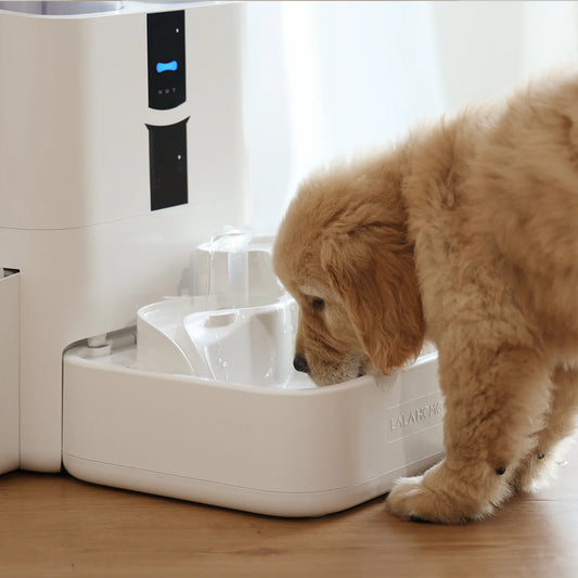 Suggestions for choosing a pet automatic water dispenser based on the actual needs and personal preferences of the pet