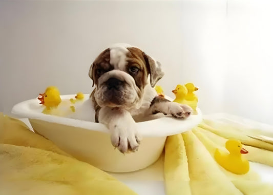 The advantages and disadvantages of pet showerheads can be summarized as follows