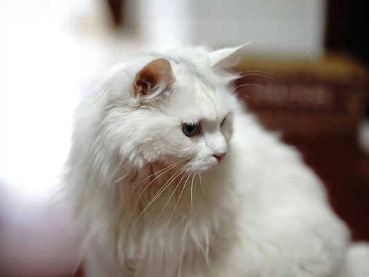 If pets are unwilling to accept grooming, the following strategies can be taken to gradually improve their attitude towards grooming