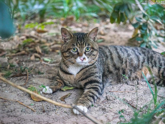 Whether it is necessary to frequently lead cats to play outdoors depends mainly on their personality, health condition, and living environment.