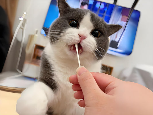 Aseptic cotton swabs for pets have multiple uses in pet care, mainly focused on cleaning, care, and treatment. The following are the main uses of sterile cotton swabs in pet care