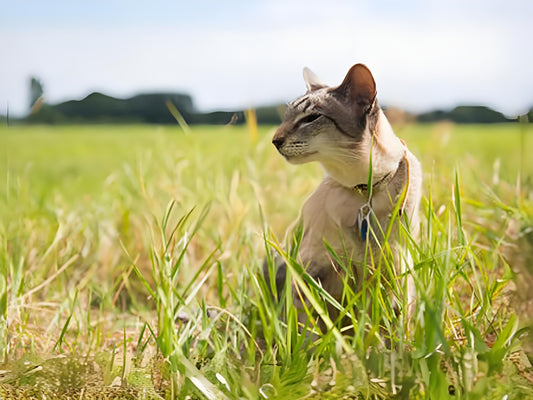 The choice of time for cats to relax outdoors requires comprehensive consideration of multiple factors, including their personality, health condition, weather conditions, and environmental safety.