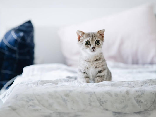 To determine whether a pet needs to comb its fur, one can observe its appearance, behavior, and fur condition. Here are some specific judgment methods