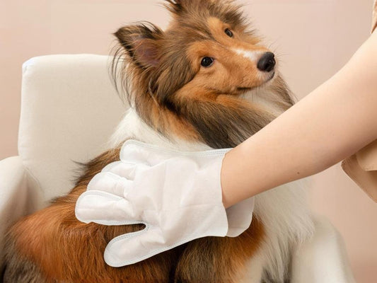 The precautions for using disposable sterile pet gloves are crucial for ensuring the health and safety of pets. Here are some key usage precautions