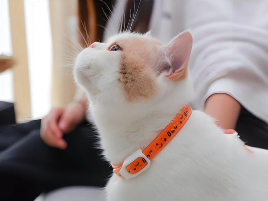 Pet pest control collar: a convenient and risky choice
