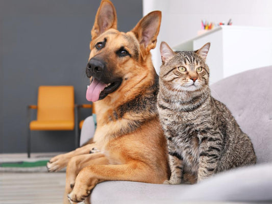 Whether pet cats and dogs can be kept together depends on various factors, including their personality, age, health status, and the owner's management ability.