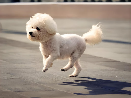To prevent pets from defecating and urinating anywhere at home, the following measures can be taken