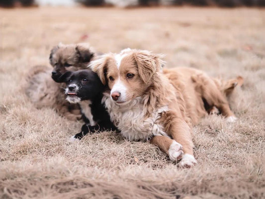There is no absolute answer to the question of whether pets need to have their fur removed in summer, but it depends on the specific situation and needs of the pet