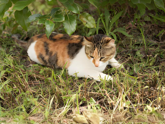 If cats don't like to play outdoors, it's completely normal because each cat's personality and preferences are different.