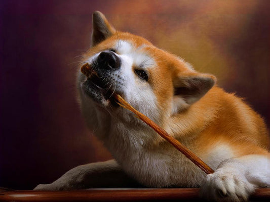 Faced with the problem of pets always biting furniture, solutions can be taken from the following aspects
