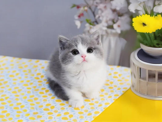 Do pets need to clean their fur every day