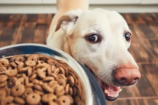 Pet Food Preservation Battle: Let Deliciousness and Nutrition coexist!