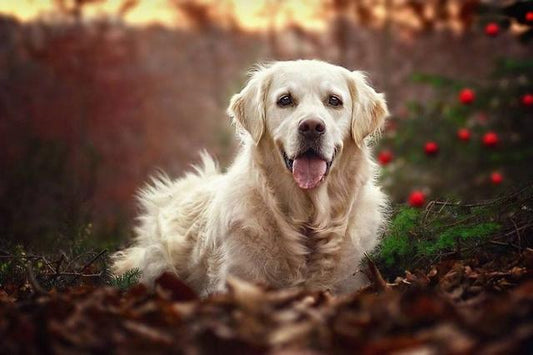 Let your beloved pets listen to you! Ten secrets to obedient dog training