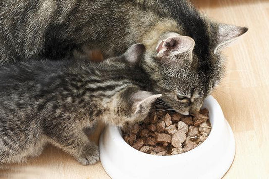 Making Cats Eat Healthy: Three Secrets of Scientific Feeding
