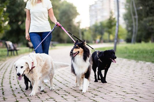 Walking the Dog: Symphony of Happiness and Responsibility