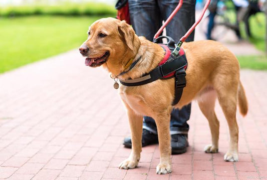 Guide Dogs: Blind People's Eyes and Loyal Helpers