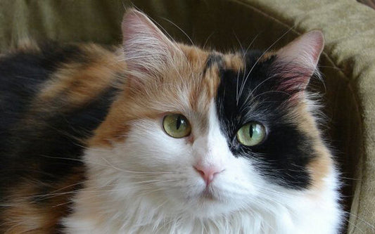Pets, warm companions in life